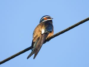 Menno 01 - Boomgierzwaluw in gouden jasje